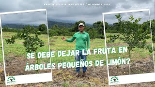 Se debe dejar la fruta en árboles pequeños de Limón 🇨🇴🌱 [upl. by Bascio]