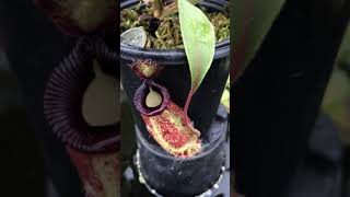 Nepenthes ampullaria x hamata BE3726 [upl. by Gawain]