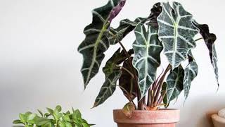 Alocasia amazonica  Cuidados básicos y Consejos  Infojardineria [upl. by Avid]