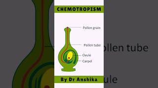 What is Chemotropism  Mechanism amp Examples Explained 🌱📚 [upl. by Amandie1]