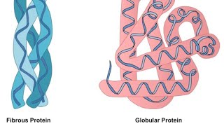 DIFFERENCE BETWEEN FIBROUS amp GLOBULAR PROTEINSTYPES OF PROTEIN IN EASIEST WAY [upl. by Clevie]