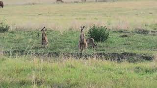 Eastern Grey Kangaroo 12 [upl. by Bocock443]