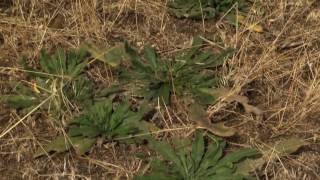 Montana  Noxious and Invasive Species Blueweed or Vipers Bugloss [upl. by Aracal329]