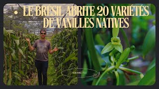 Le Brésil abrite la plus grande biodiversité de vanille de monde avec plus de 20 variétés natives [upl. by Enyak]