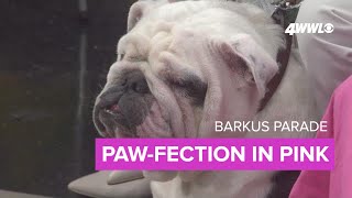 Barkus gets Barbiefied  its pawfection in pink [upl. by Otsugua]