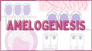 Amelogenesis [upl. by Starlin]