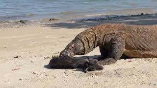 Comodo Dragon kills vs Goat [upl. by Threlkeld876]