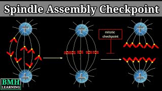 Spindle Assembly checkpoint  Metaphase To Anaphase Transition  Mitotic Checkpoint [upl. by Gladwin]