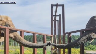 Oakland Zoos last female elephant moved to new herd in Tennessee [upl. by Lexine419]