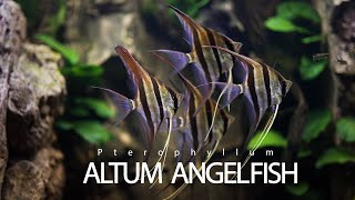 Altum Angelfish Aquarium  Altum Angelfish Tank [upl. by Ketchan]