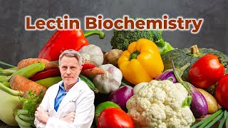 Lectin Biochemistry [upl. by Samuel]