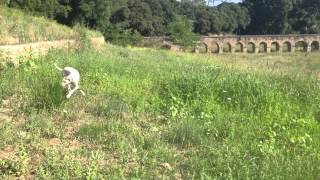 CHIEN DE PIED hobby du col de la pouponne [upl. by Anthea]