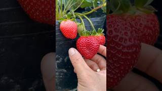 Strawberry Harvesting From Home Garden 🍓 shorts youtubeshorts fruit [upl. by Aihsoj878]