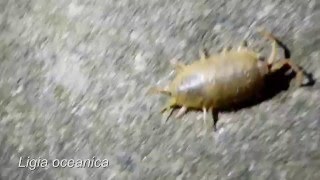 Ligia oceanica  Massive Sea Slater observed in Bridlington EY UK [upl. by Viviane800]