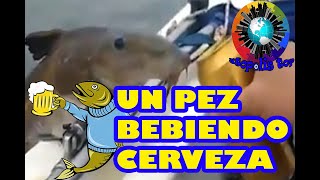 Un pez bebiendo cerveza  Lo viral de la semana [upl. by Mandie]