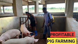 How To SUCCEED In PIG Farming Business As A BEGINNER  DETAILED [upl. by Schofield]