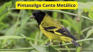 Pintassilgo Canto Metálico [upl. by Ahsyekat131]