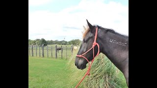 Dusk Groom Tack Hose Video [upl. by Hynes526]