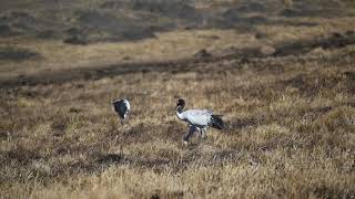 Blacknecked Crane [upl. by Nanaj]