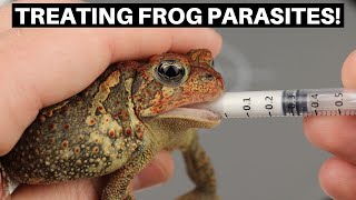 Treating Frogs For Internal Parasites With Fenbendazole  Benjamins Exotics [upl. by Daffi]