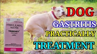 Gastritis in dogs  causessymptoms and preventionCanine gastritis treatment Practically Veterinary [upl. by Sivra796]