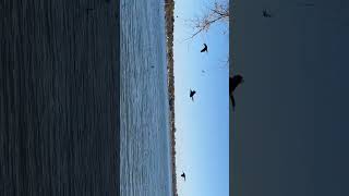 White rock lake Dallas Strange bird noises [upl. by Ylimme116]