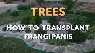 How to Transplant Frangipanis [upl. by Einittirb]