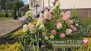 Гортензия LITTLE LOVE Обзор и сравнение с Summer love Little apple BJ PANdalus Panflora [upl. by Waldon]