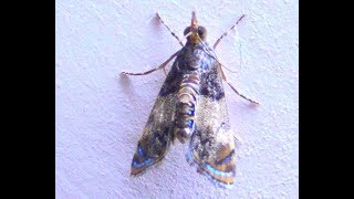 Genus Glaucocharis Moth [upl. by Aznofla193]