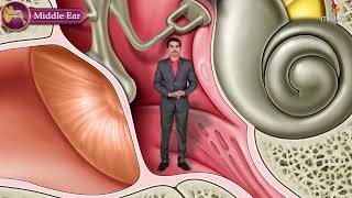 Gross Anatomy of the Middle Ear  Boundaries Contents and Functions  Animation [upl. by Cassie]