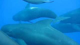 Pilot whales in the Alboran Sea [upl. by Coraline]