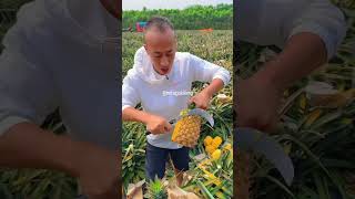 FAHAMU MCHANGANUO WA MAPATO KATIKA KILIMO CHA NANASI  PINEAPPLE FARMING [upl. by Wurst763]