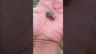 This Snails 🐌🐇shorts insects [upl. by Hesketh]