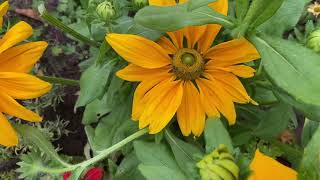 Rudbeckia Hirta Prairie Sun [upl. by Pedersen861]