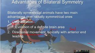 BIOL 1407 Lecture 32 Animal Diversity and The Evolution of Body Plans [upl. by Solon]