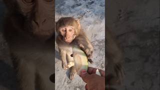 Mere Rone pe tumko aaye hasi shots hanuman mankey funny shots trending [upl. by Gnat]