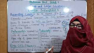 Ascending colon  Relations  Right Colic Flexure  Large Intestine  ayeshamedicaleducation [upl. by Saravat]