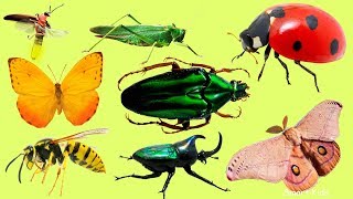 Animales para niños  Nombre de los insectos en espanol  Aprende los animales y sonidos de animales [upl. by Anomas]