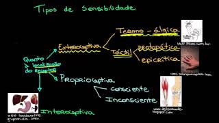 1 Tipos de sensibilidade [upl. by Anirod]