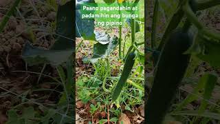 Best practice sa pag aalaga ng pipino o cucumber cucumber gardeningtips pagsasaka urbangardening [upl. by Anitsyrhc]