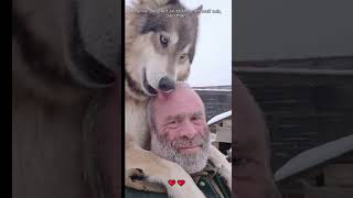 A family adopted an abandoned wolf cub and then wolf loveanimals shorts [upl. by Eitsym]