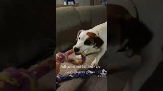 Äijä rähisee 😂😂 finland puppy dogvideos jackrussellterrier [upl. by Neisa]