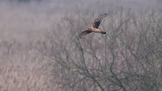 Marsh amp Hen Harrier [upl. by Aikcir]