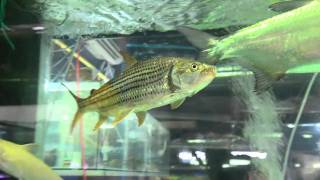 Freshwater Atlantic tarponMegalops atlanticus and Hydrocynus Vittatus  Chatuchak Market Bangkok [upl. by Brace]