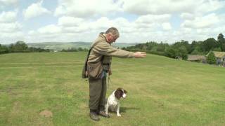 Teaching a Gundog Steadiness [upl. by Etep]