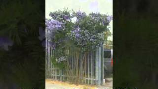 Psoralea pinnata  Scurfy Pea Shrub Kool Aid Bush [upl. by Barvick]