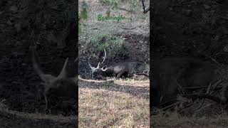 Male Barasingha in Ranthambore Rajasthan soulsafar wildanimals wildlife forest ranthambore [upl. by Polly]