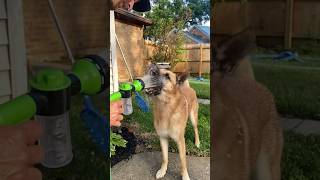 Hazels face is priceless 🐶😂 dogshorts germanshepherd funnyanimals dogs doglife [upl. by Stubbs]