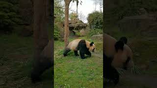 Panda panda zoo beauval [upl. by Akema367]