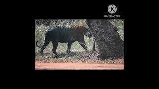 Collarwali Tigress Crossing Road Tiger Tadoba [upl. by Laurita]